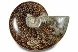 Polished Ammonite (Cleoniceras) Fossil - Madagascar #283334-1